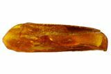 Two Fossil Aphids (Sternorrhyncha) In Baltic Amber #123369-2